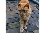 Poly, Polydactyl/hemingway For Adoption In Apollo, Pennsylvania