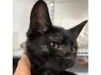 Adopt Spade a Domestic Short Hair