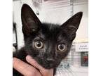 Adopt Ziggy a Domestic Short Hair