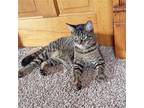 Tabby-cat, Domestic Shorthair For Adoption In Apollo, Pennsylvania