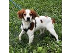 Adopt Duckie *adoption pending* a Brittany Spaniel, Mixed Breed