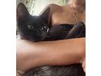 Kitten Badtz Maru/batman, Domestic Shorthair For Adoption In Pensacola, Florida