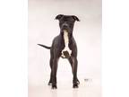 Bently, American Pit Bull Terrier For Adoption In Burton, Michigan