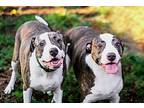 Megan And Zadie, American Pit Bull Terrier For Adoption In Wake Forest