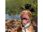 Adopt Grover 07-3047 a Catahoula Leopard Dog, Pit Bull Terrier
