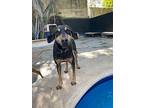Olympia, Doberman Pinscher For Adoption In Pointe Claire, Quebec