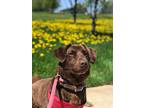 Glitter, Dachshund For Adoption In Lake Odessa, Michigan