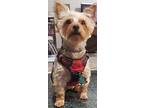 Mia, Silky Terrier For Adoption In Charlotte, North Carolina