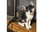 Rose, Domestic Shorthair For Adoption In Xenia, Ohio