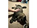 Rascal, Bengal For Adoption In Paramus, New Jersey