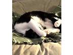 Lily, American Shorthair For Adoption In Orange, California