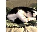 Luna, American Shorthair For Adoption In Orange, California