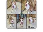 Adopt Bruno a Pit Bull Terrier