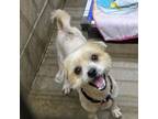 Adopt Toby a Shih Tzu