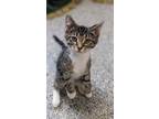 Adopt Habanero a Domestic Short Hair