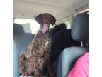 Adopt Waylon a Standard Poodle