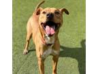 Adopt Zucco a Vizsla