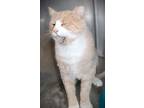 Hercules, Domestic Mediumhair For Adoption In Johnstown, Pennsylvania