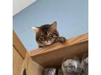 Adopt Spots Key a Bengal