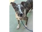 Adopt Ferb a Catahoula Leopard Dog, Mixed Breed