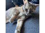 Razzle Dazzle, Domestic Shorthair For Adoption In Kingston, Ontario
