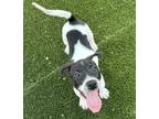 Adopt Lochlan a Shepherd, Mixed Breed