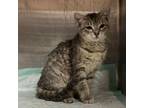 Adopt Xylander X4 a Domestic Short Hair