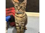 Adopt Xerxes X4 a Domestic Short Hair