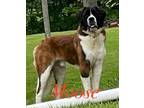 Adopt Moose a Saint Bernard