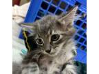 Adopt Grayson - Playful & Likes to Hide! Good with Cats & Kids!