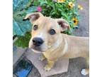 Adopt Chip - Bold & Energetic! Good with Dogs! a Mixed Breed