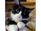 Adopt Calvin - Friendly & Curious! Loves cats & cuddling!