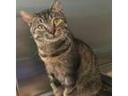 Adopt Nintendo a Domestic Short Hair