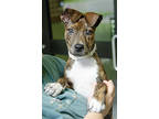 Adopt Hank a Mixed Breed