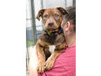 Adopt Willy a Mixed Breed