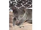 Adopt Remmy a American Shorthair