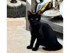 Adopt Panther (kitten) a Domestic Short Hair