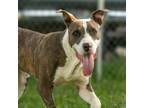 Adopt Dawg a Pit Bull Terrier, Mixed Breed