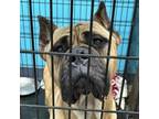 Adopt Rutt a Mastiff