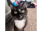 Adopt Salt Fork a Domestic Medium Hair
