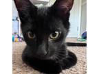 Adopt Turkeyfoot a Domestic Medium Hair