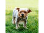 Adopt Leo a Yorkshire Terrier
