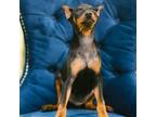 Adopt Maine a Miniature Pinscher