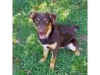 Adopt Milo a Australian Shepherd, Mixed Breed