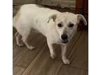 Adopt taco a Terrier