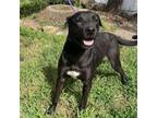 Adopt Samual a Black Labrador Retriever