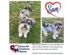 Adopt Sam a Shih Tzu