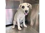 Adopt Mancha a Great Dane