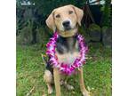 Adopt Toby a Coonhound, Mixed Breed