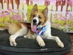 Adopt Cash a Collie